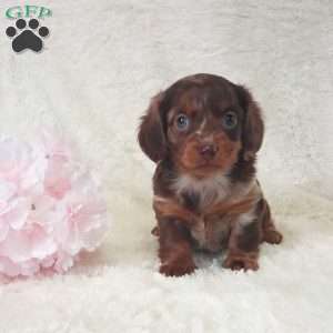 Daisy, Dachshund Puppy